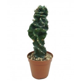 Cereus spiralis (vaso 10,5 cm ø)