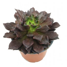Echeveria cv. black river (test 12 cm ø)