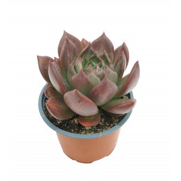 Echeveria Masai (vaso 13 cm ø)