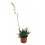 Gasteraloe doreen (test 13 cm ø)