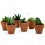 Cactus (maceta 5,5 cm ø)