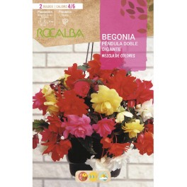 Bulbo de begonia pendula dupla gigante (10 unidades)