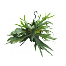 Chifre de alce ou Platycerium bifurcatum (vaso 20 cm Ø)