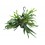 Chifre de alce ou Platycerium bifurcatum (vaso 20 cm Ø)