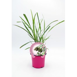 Citronela planta o Cymbopogon (test 13 cm Ø)