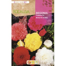 Bulb de begònia fimbriata