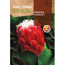Semente de Protea Grandiceps