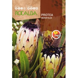 Graine de Protea Neriifolia