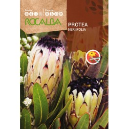 Llavor Protea Neriifolia