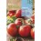 Graine de tomate Moneymaker