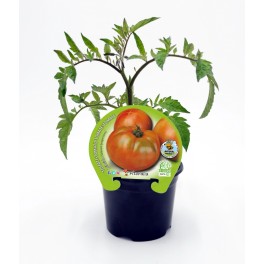 Semis de tomates hybrides pour les salades (1 o 6 o 12 unités)