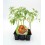 Semis de tomates hybrides pour les salades (1 o 6 o 12 unités)