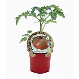 Tomate Rosa Barbastro (maceta 10,5 cm Ø)