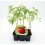 Planter de tomàquet tres cantos ecològic (12 unitats)