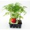 Plantel de tomate Tres Cantos ecológico (12 unidades)
