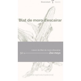 Llavor blat de moro d'escairar (tradicional català)