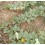 Graine de courgette corredor blanche (tradicional catalán)