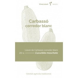 Graine de courgette corredor blanche (tradicional catalán)