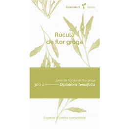Semilla rúcula de flor amarilla (tradicional catalán)