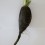 Semilla rábano negro (tradicional catalán)