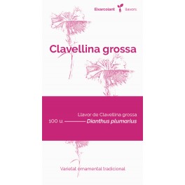 Semilla clavelina grande (tradicional catalán)