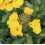 Graine de groflée de fleur jaune (tradicional catalán)