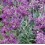 Semente de aleli de flor simple lilás (tradicional catalán)