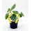 Planter de carbassó ecològic (6 unitats)