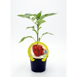 Planta de pimenta orgânica (12 unidades)