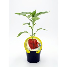 Planter de pebrot ecològic (12 unitats)