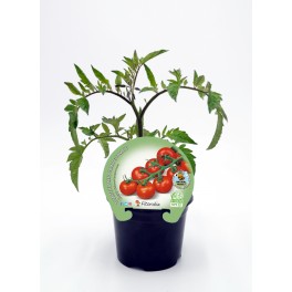 Plantel de tomate cherry redondo
