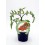 Plantel de tomate cherry redondo
