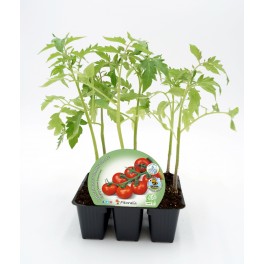 Plantel de tomate cherry redondo