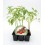 Plantel de tomate cherry redondo