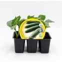 Mudas de pepino natural (1 ou 6 unidades)