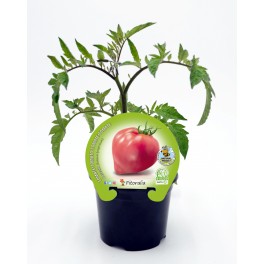 Planter tomàquet cor de bou (1 o 12 unitats)