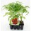 Planter d'alberginia llarga ecològica (12 unitats)