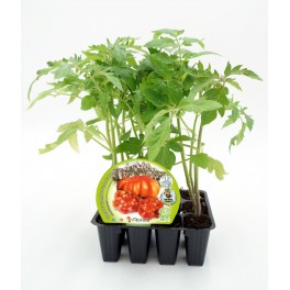 Plantel de tomate Montserrat ecológico (12 unidades)