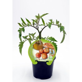 Planter tomàquet de penjar natural (1 o 6 o 12 unitats)