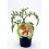 Planter tomàquet de penjar natural (1 o 6 o 12 unitats)