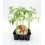 Plantel tomate de colgar natural (1 o 6 o 12 unidades)