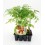 Planter tomàquet de penjar natural (1 o 6 o 12 unitats)