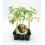 Plantel de tomate Negro ecológico (12 unidades)