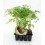 Plantel de tomate Negro ecológico (12 unidades)