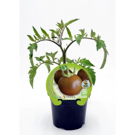 Plantel de tomate Negro ecológico (12 unidades)