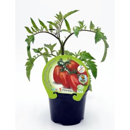 Planta de tomate orgânico Mata Baja Pear (12 unidades)