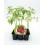 Planta de tomate orgânico Mata Baja Pear (12 unidades)