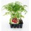 Plantel de tomate Pera Mata Baja ecológico  (12 unidades)