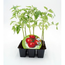 Plantel tomate racimo (6 unidades)