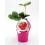 Framberry morango (vaso de 10,5 cm Ø)